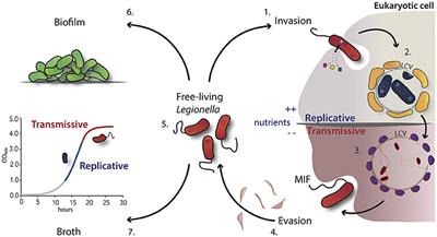 The Life Cycle of L. pneumophila: Cellular Differentiation Is Linked to Virulence and Metabolism